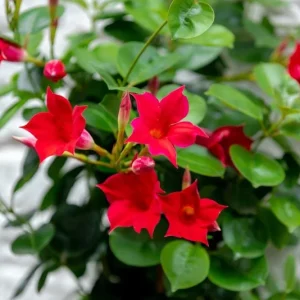 Mandevilla Red Fury Live Plant - Deep Crimson Rocktrumpet Vine, 5-9" Tall, 2-Pack - Image 2