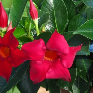 Mandevilla Red Fury Live Plant - Deep Crimson Rocktrumpet Vine, 5-9