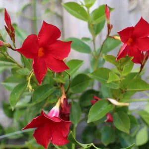 Mandevilla Red Fury Live Plant - Deep Crimson Rocktrumpet Vine, 5-9