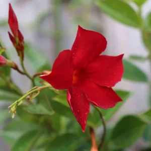Mandevilla Red Fury Live Plant - Deep Crimson Rocktrumpet Vine, 5-9