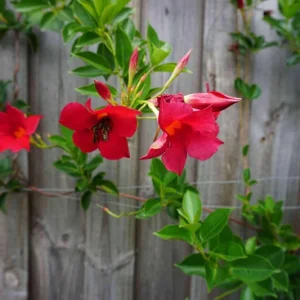 Mandevilla Red Fury Live Plant - Deep Crimson Rocktrumpet Vine, 5-9