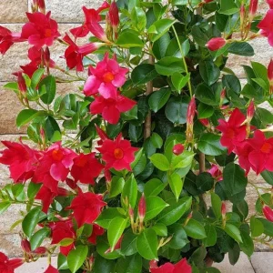 Mandevilla Red Fury Live Plant - Deep Crimson Rocktrumpet Vine, 5-9