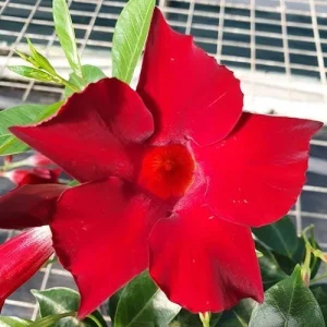 Mandevilla Red Fury Live Plant - Deep Crimson Rocktrumpet Vine, 5-9" Tall, 2-Pack - Image 1