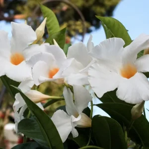 Mandevilla White Live Plant – 4 inch Pot – Outdoor Flowering Vine - Image 2