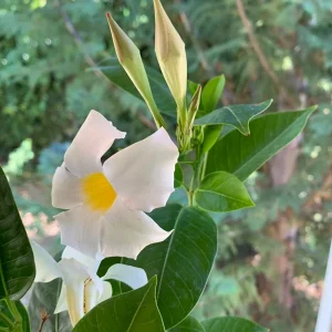 Mandevilla White Live Plant – 4 inch Pot – Outdoor Flowering Vine - Image 1