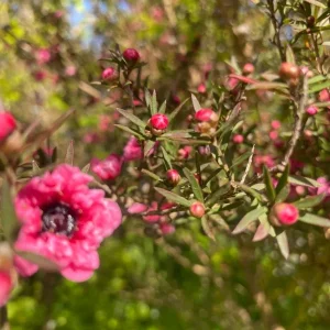 Manuka Tea Tree Live Plant – 4 inch Tall Starter – Culinary & Drought Tolerant - Image 1