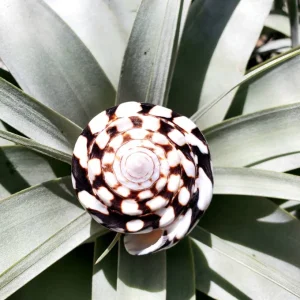 Marmoreous Sea Shell Decor - Natural Coastal Home Accent 3 Inches - Image 2