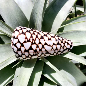 Marmoreous Sea Shell Decor - Natural Coastal Home Accent 3 Inches - Image 3
