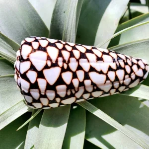 Marmoreous Sea Shell Decor - Natural Coastal Home Accent 3 Inches - Image 1