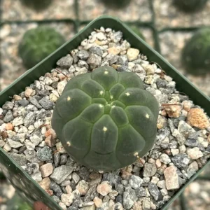 Matucana Madisoniorum Albiflora Rare Cactus Live Plant 4 inch Pot - Image 3