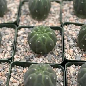 Matucana Madisoniorum Albiflora Rare Cactus Live Plant 4 inch Pot - Image 1