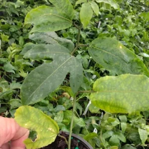 Maypop Passion Flower Live Plant - 1 Passiflora Incarnata - 4in Tall - Cold Hardy Zone 7 - Image 2