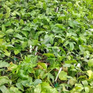 Maypop Passion Flower Live Plant - 1 Passiflora Incarnata - 4in Tall - Cold Hardy Zone 7 - Image 3