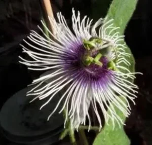 Maypop Passion Flower Live Plant - 1 Passiflora Incarnata - 4in Tall - Cold Hardy Zone 7 - Image 1