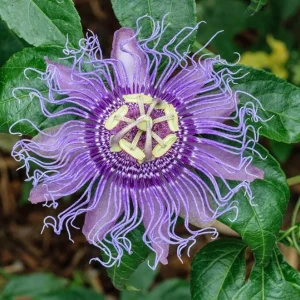 Maypop Passion Flower Live Plant - 6-12" Tall - Hardy Purple Blooming Vine for Garden & Trellis - Image 2
