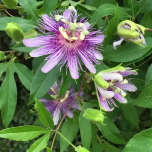 Maypop Passion Flower Live Plant - 6-12