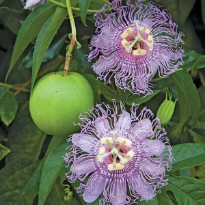 Maypop Passion Flower Live Plant - 6-12" Tall - Hardy Purple Blooming Vine for Garden & Trellis - Image 1