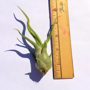 Medusa Air Plant Live Plant – Tillandsia Caput Medusae – Twisted Leaves Indoor Plant - Image 1