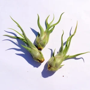 Medusa Air Plant (Tillandsia Caput-Medusae) Live Plant - Easy Care Indoor Tropical Epiphyte, 4-6 inches - Image 2