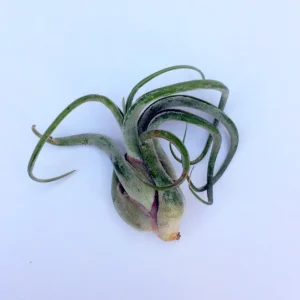 Medusa Air Plant (Tillandsia Caput-Medusae) Live Plant - Easy Care Indoor Tropical Epiphyte, 4-6 inches - Image 3