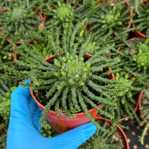 Medusa's Head Plant – Euphorbia Flanaganii Live Succulent – 4" or 6" Pot - Image 2