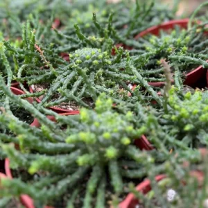 Medusa's Head Plant – Euphorbia Flanaganii Live Succulent – 4