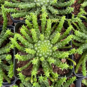 Medusa's Head Plant – Euphorbia Flanaganii Live Succulent – 4