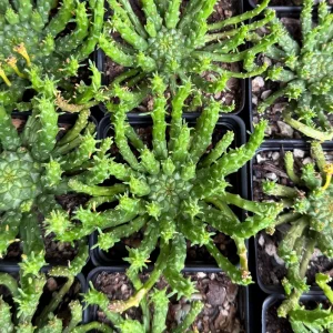 Medusa's Head Plant – Euphorbia Flanaganii Live Succulent – 4