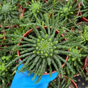 Medusa's Head Plant – Euphorbia Flanaganii Live Succulent – 4" or 6" Pot - Image 1