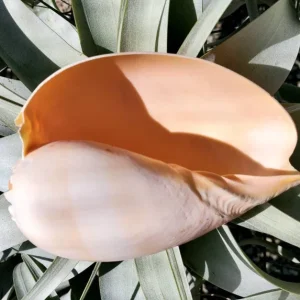 Melo Sea Shell - Natural Coastal Home Decor Accent & Air Plant Holder, 4-8 inches - Image 2