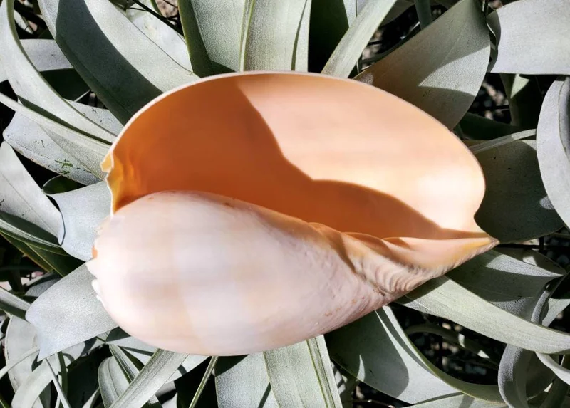 Melo Sea Shell - Natural Coastal Home Decor Accent & Air Plant Holder, 4-8 inches - Image 2