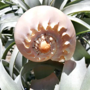 Melo Sea Shell - Natural Coastal Home Decor Accent & Air Plant Holder, 4-8 inches - Image 3