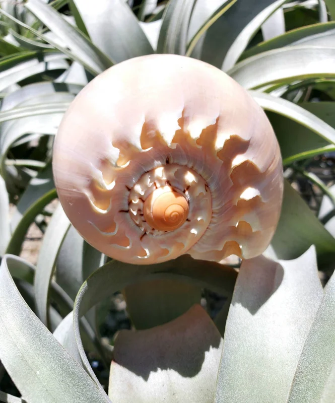 Melo Sea Shell - Natural Coastal Home Decor Accent & Air Plant Holder, 4-8 inches - Image 3