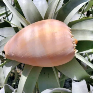 Melo Sea Shell - Natural Coastal Home Decor Accent & Air Plant Holder, 4-8 inches - Image 5