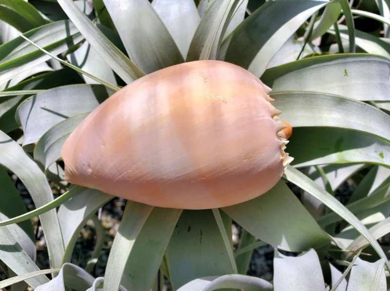 Melo Sea Shell - Natural Coastal Home Decor Accent & Air Plant Holder, 4-8 inches - Image 5