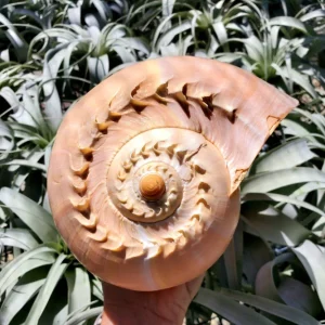 Melo Sea Shell - Natural Coastal Home Decor Accent & Air Plant Holder, 4-8 inches - Image 1