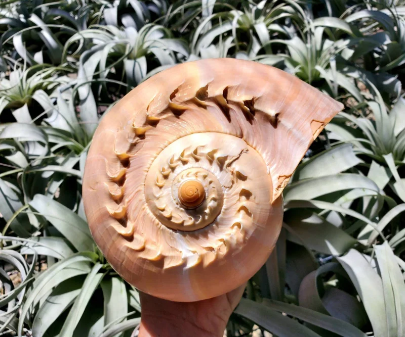 Melo Sea Shell - Natural Coastal Home Decor Accent & Air Plant Holder, 4-8 inches - Image 1