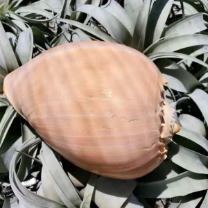 Melo Sea Shell - Natural Coastal Home Decor Accent & Air Plant Holder, 4-8 inches - Image 6