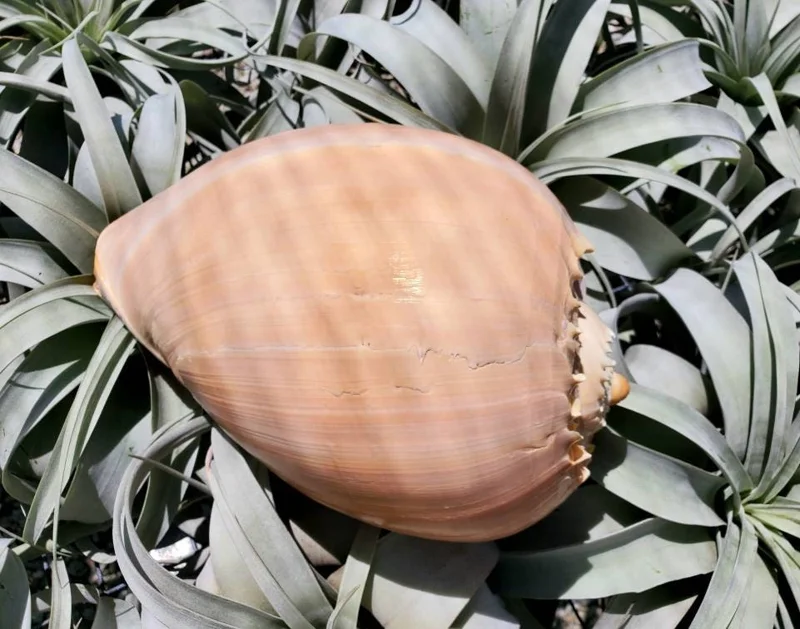Melo Sea Shell - Natural Coastal Home Decor Accent & Air Plant Holder, 4-8 inches - Image 6