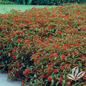 Mexican Firebush Live Plants (5-9") - Hamelia patens - Hummingbird Bush - Pack of 2 - Image 2