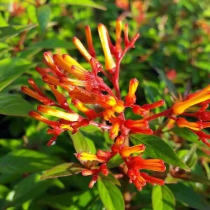 Mexican Firebush Live Plants (5-9