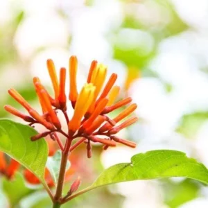 Mexican Firebush Live Plants (5-9
