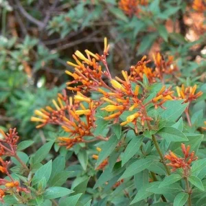 Mexican Firebush Live Plants (5-9