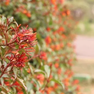 Mexican Firebush Live Plants (5-9