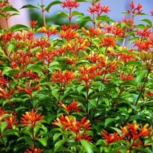 Mexican Firebush Live Plants (5-9