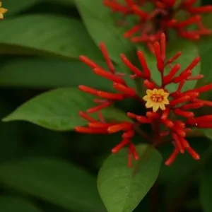 Mexican Firebush Live Plants (5-9") - Hamelia patens - Hummingbird Bush - Pack of 2 - Image 1
