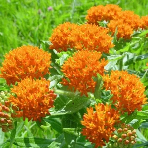 Milkweed Mix Live Plants - 2-5" Tall - Asclepias Species - Pollinator Garden - Image 2