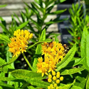Milkweed Mix Live Plants - 2-5