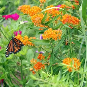 Milkweed Mix Live Plants - 2-5