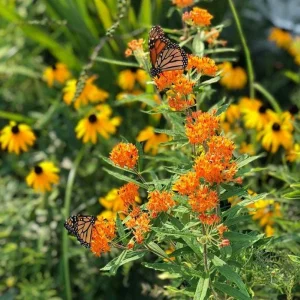 Milkweed Mix Live Plants - 2-5